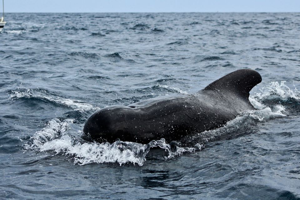 Los Cabos: Whale Watching (Transport and Pictures Included) - Location and Safety