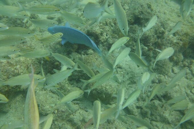 Lower Grand Lagoon: Panama City Beach Guided Snorkeling Tour - Full Description