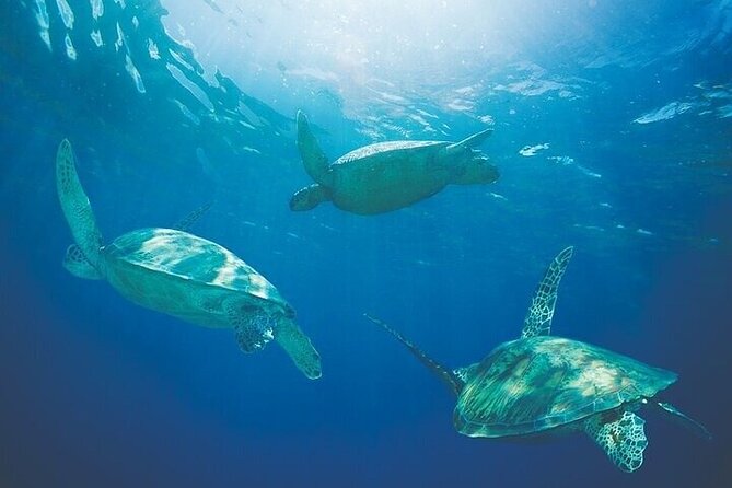 Luxury Hawaiian Sea Turtle, Dolphin Sail and Kona Snorkel - Booking Details
