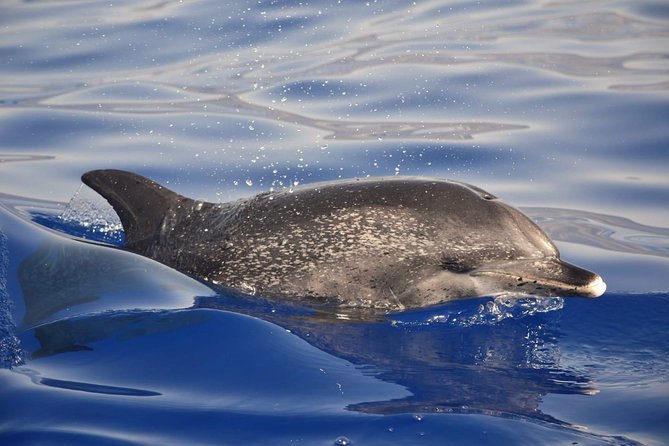 Madeira Dolphin & Whale Watching Tour - Environmental Conservation