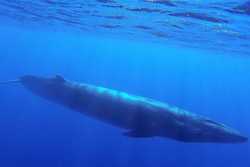 Madeira: Guaranteed Whales or Dolphins Watching Tour - Inclusions