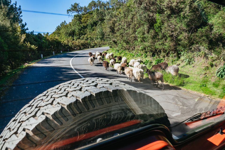 Madeira: Half-Day Pico Arieiro Jeep Tour - Directions and Meeting Point Instructions