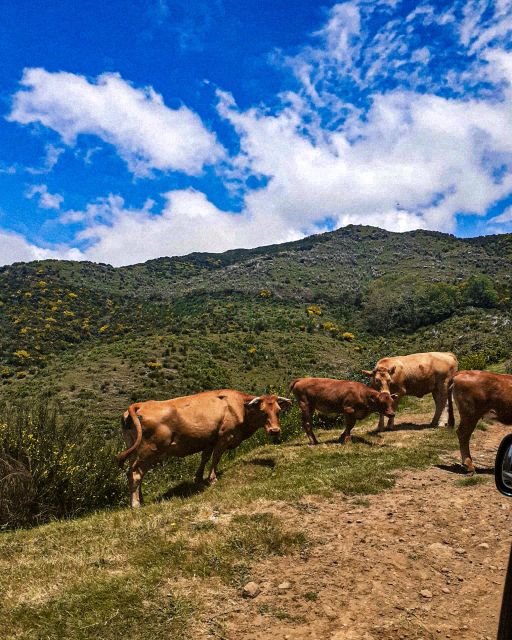 Madeira Wild West 4X4 Private Tour - Experience Highlights