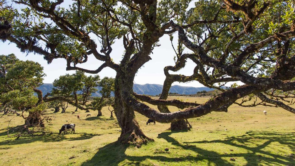 Madeira Wild West 4X4 Tour Safari - Experience Highlights