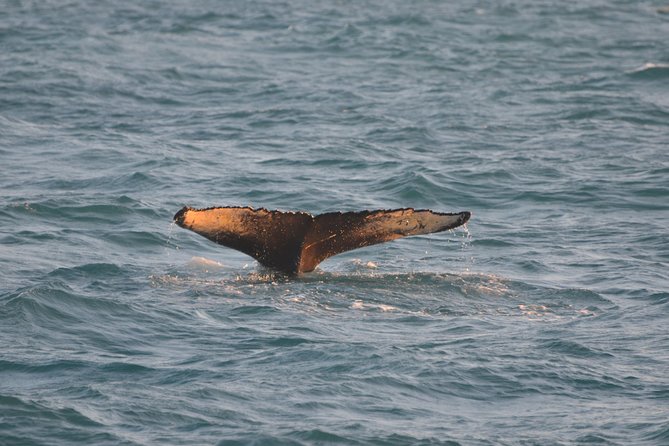 Magical Whales in the Midnight Sun From Reykjavik - Enjoy Onboard Multimedia Show