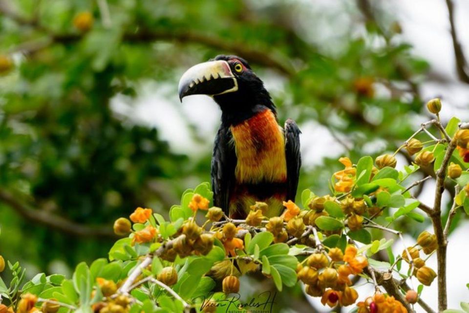 Mahahual: Costa Maya Birdwatching Experience - Benefits of the Tour