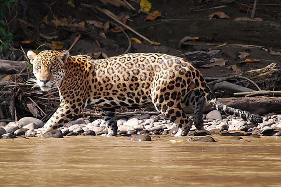 Manu National Park 4D/3N Ecotourism and Adventure - Day 2: Boat Descent to Amazon Manu Lodge