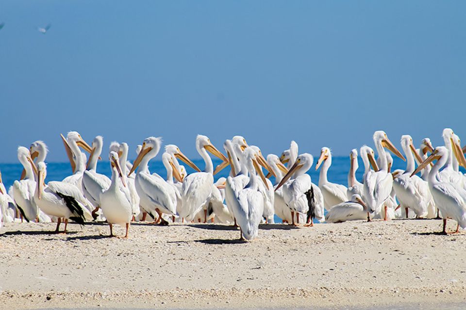 Marco Island: Shelling and Sightseeing Boat Cruise - Reservation Benefits