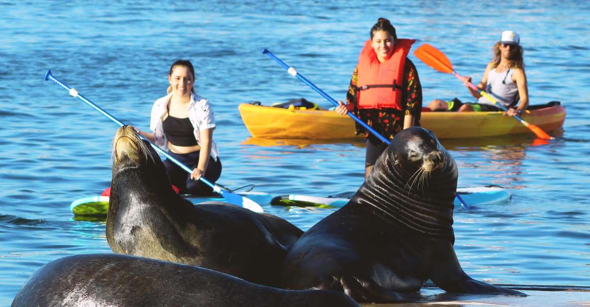 Marina Del Rey: Kayak and Paddleboard Tour With Sea Lions - Customer Reviews