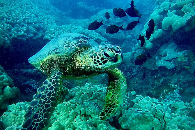 Marine Biologist Guided Snorkel Tour From Shore With Photos - Customer Reviews and Feedback