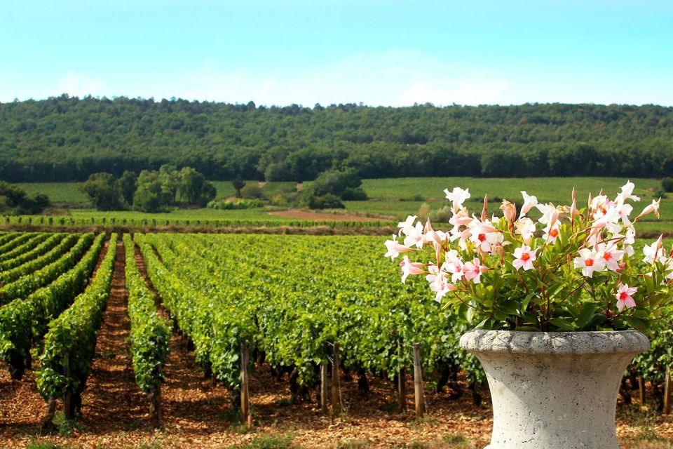 Marne: 2-Day Champagne Tour With Tastings and Lunches - Additional Information and Tour Inclusions