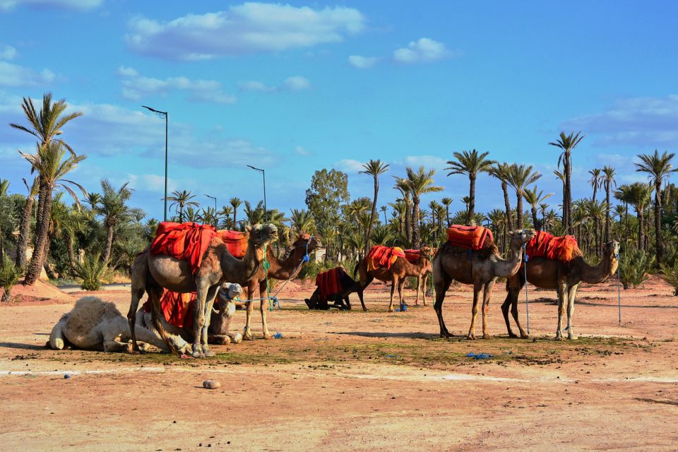 Marrakech: 2-Hour Quad Bike & Camel Ride in Palmeraie - Common questions