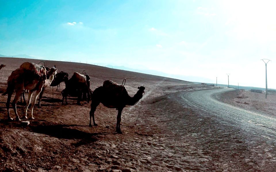 Marrakech: Agafay Desert Quad Bike Tour With Moroccan Tea - Pickup Location and Return