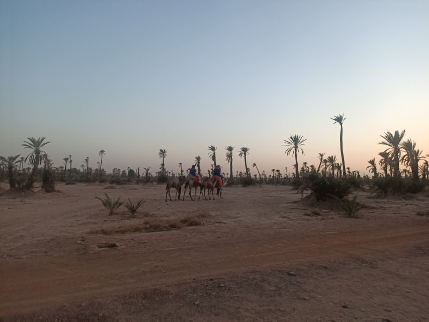 Marrakech Camel Ride in the Palm Grove - Group Size & Pickup