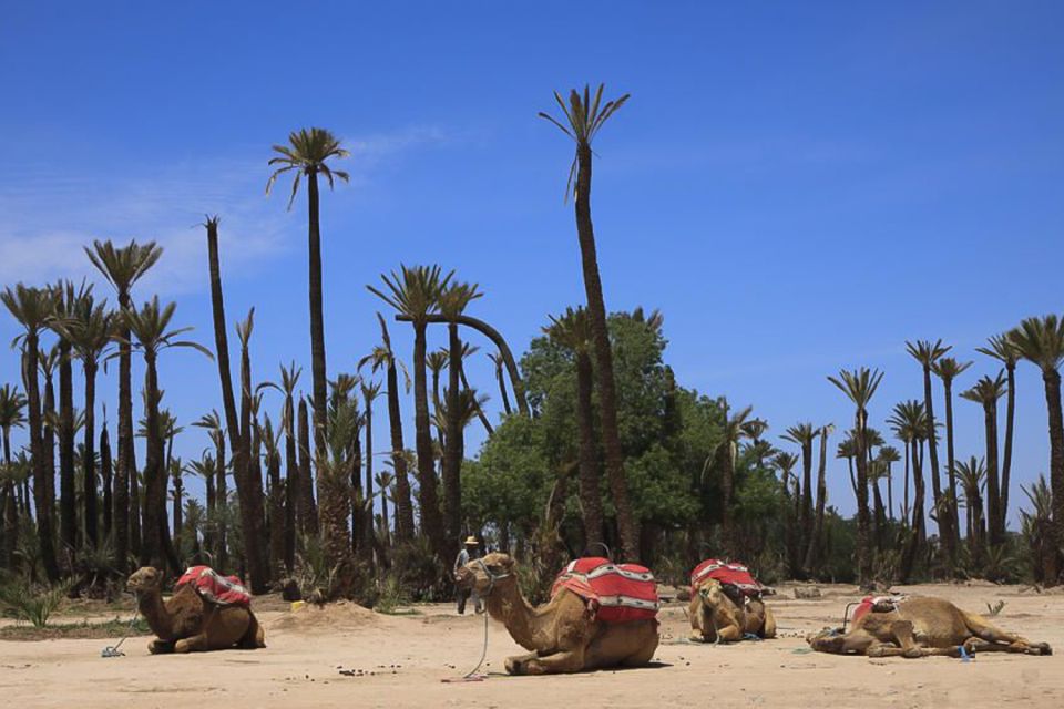 Marrakech: Camel Trek - Customer Reviews