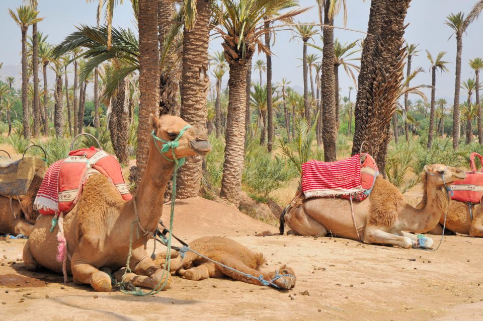 Marrakech Daytrip Including Lunch, Camel Ride From Casablana - Flexible Booking Details