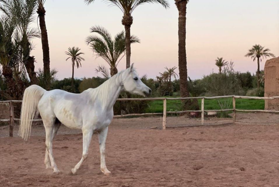 Marrakech: Desert and Palmeraie Horse Riding Tour & Transfer - Additional Details