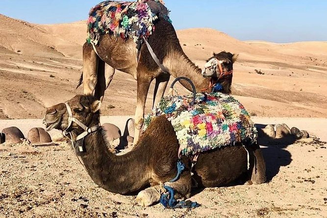Marrakech: Desert Dinner/ Show With Camel Ride or Quad Bike - General Information