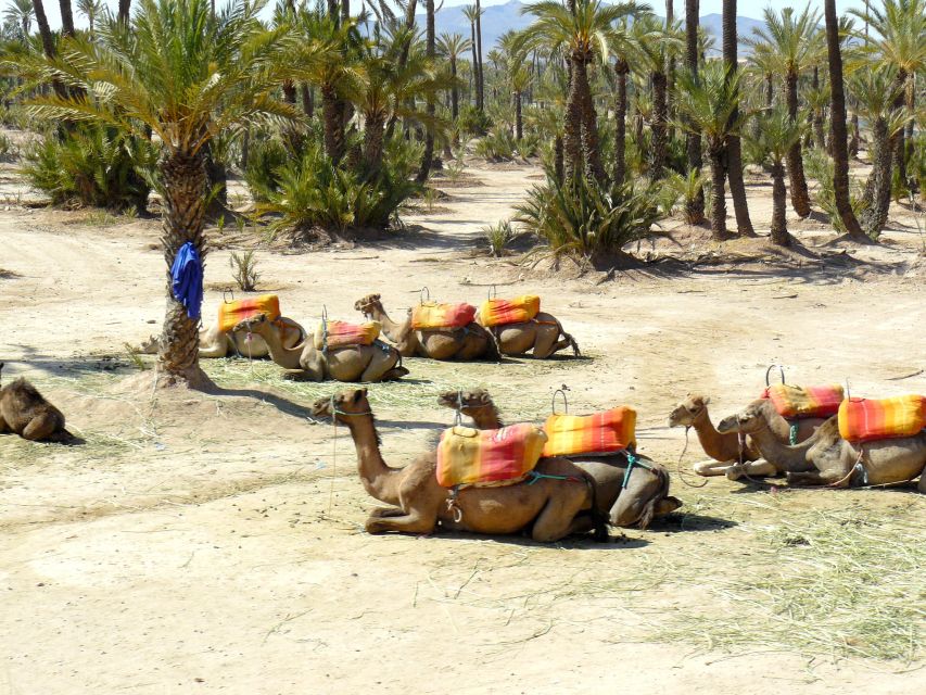 Marrakech : Exciting Camel Ride in Palmeraie - Location