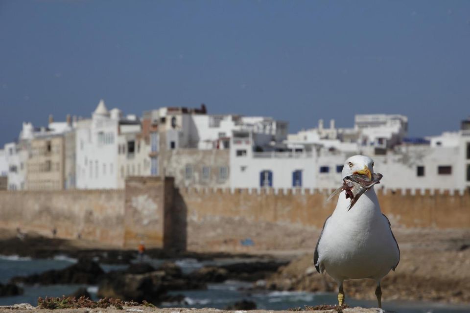 Marrakech: Guided Day Trip to Essaouira With Co-Op Visit - Summary of Visitor Reviews