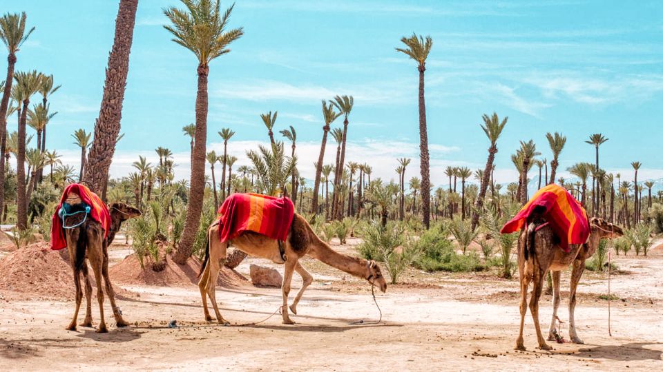 Marrakech: Half-Day Desert Quad & Dromedary Tour - Activity Highlights
