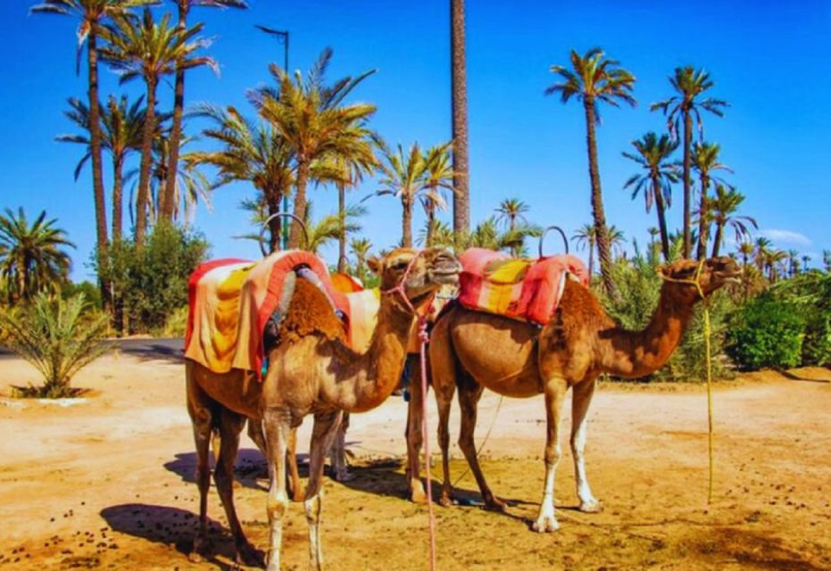 Marrakech Half Day Tour: Camel Ride And Quad Biking - Warnings & Tips