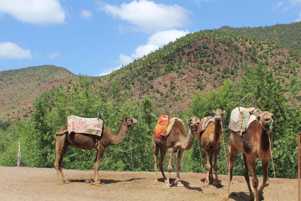 Marrakech: High Atlas Mountains and Agafay Desert Day Tour - Tour Specifics