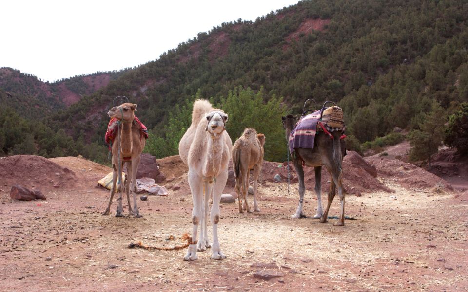 Marrakech: Ouarzazate & Ait Benhaddou Full-Day Private Trip - Key Highlights During the Trip