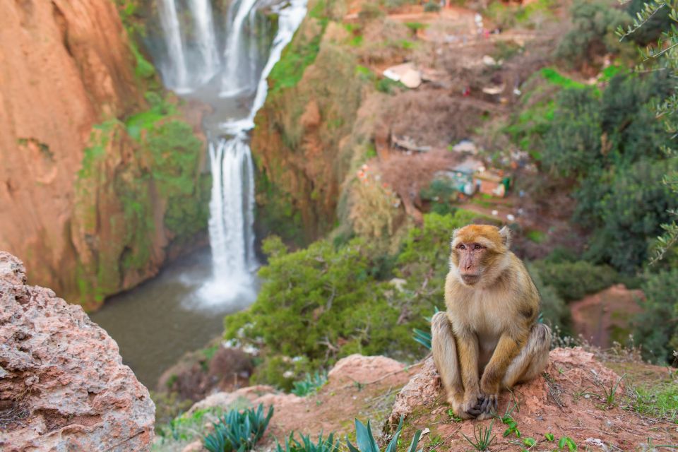 Marrakech: Ouzoud Waterfalls and Monkeys Included the Guide - Select Participants and Date