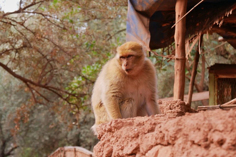 Marrakech: Ouzoud Waterfalls Day-Trip - Location & Details