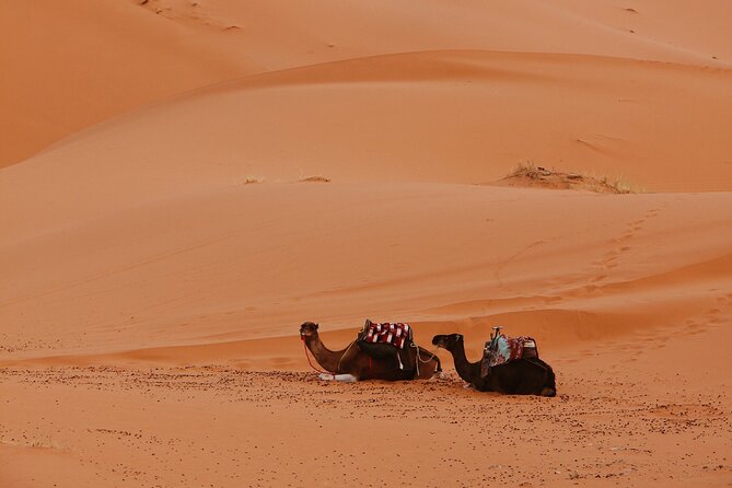 Marrakech to the Sahara: A Journey Through Time and Space - Return Journey to Vibrant Marrakech