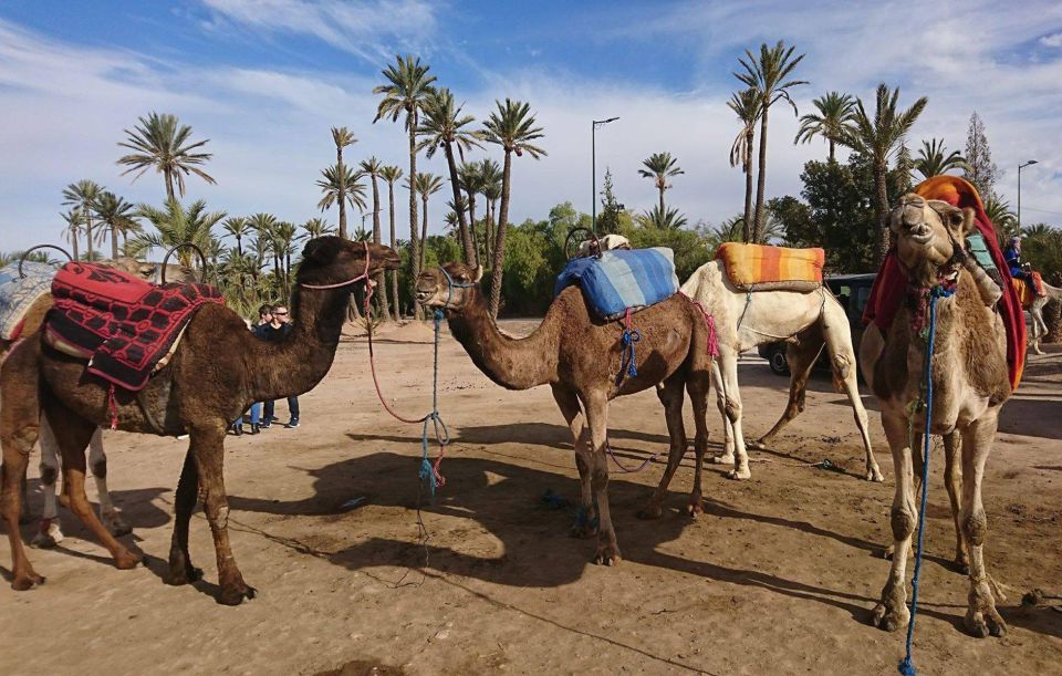 Marrakesh: Quad Bike & Camel Ride in Palmeraie - Restrictions