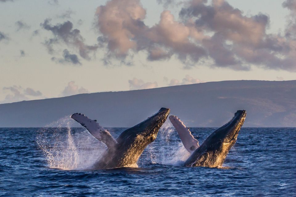 Maui: Eco-Friendly Whale Watching Tour From Ma'alaea Harbor - Location Details and Departure Point