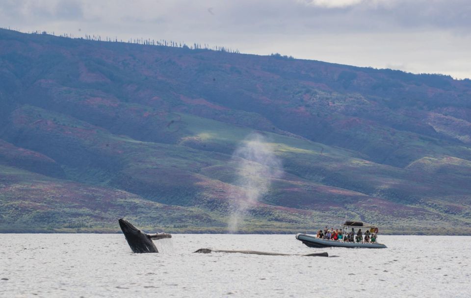Maui: Guided Whale Watching Tour on Eco Raft - Educational Experience