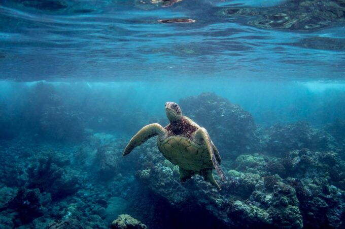 Maui: West Side Discovery Kayak & Snorkel From UKUMEHAME - Reserve Now & Pay Later