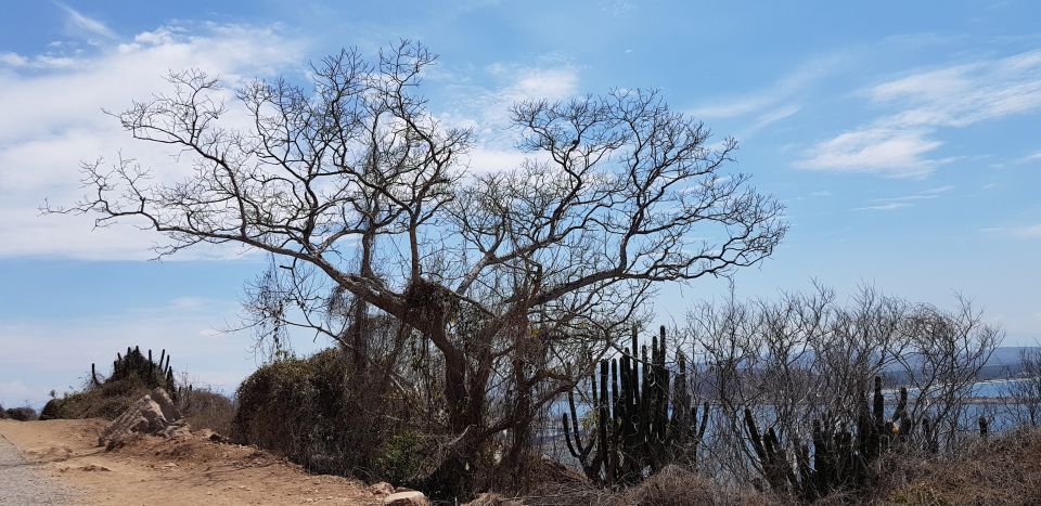 Mazatlan: El Faro Lighthouse Tour With Free Digital Photos - Customer Reviews and Feedback