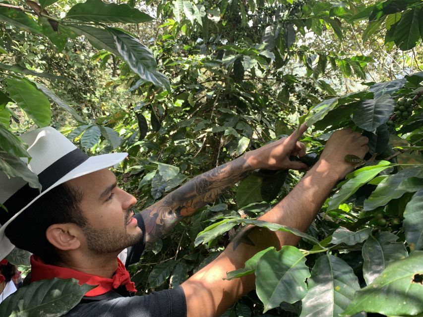 Medellín: Coffee Tour With Tastings and Lunch - Tastings, Lunch, and Horseback Ride