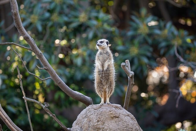 Meerkat Experience at Melbourne Zoo - Excl. Entry - Behind-the-Scenes Look Experience