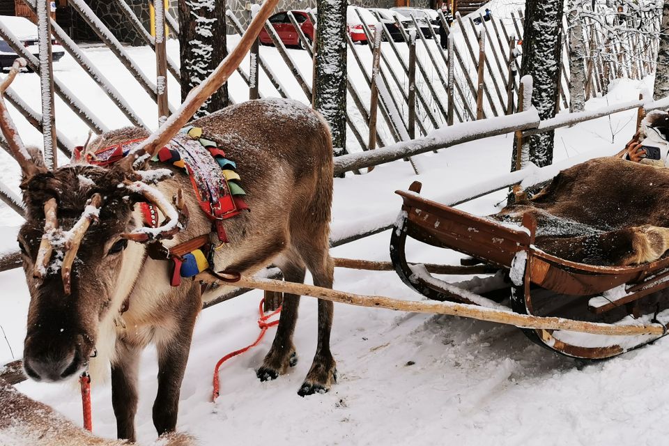 Meeting Santa Claus & Arctic Reindeer Safari & Hug Huskies - Customer Reviews