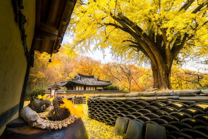 Memorable Autumn Foliage Random Tour (From Busan) - Customer Reviews