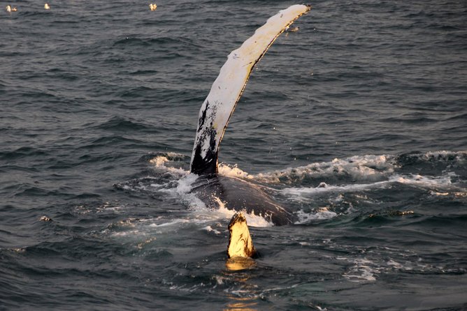 Midnight Sun Whale Watching From Reykjavik - What to Expect During the Tour?