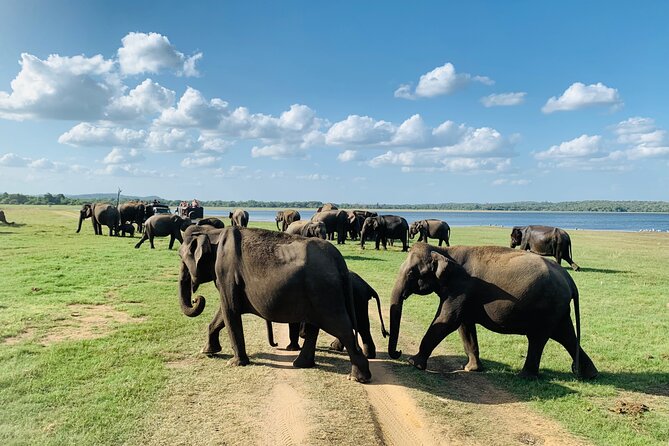 Minneriya National Park Elephant Jeep Safari - Private - Additional Information and Resources