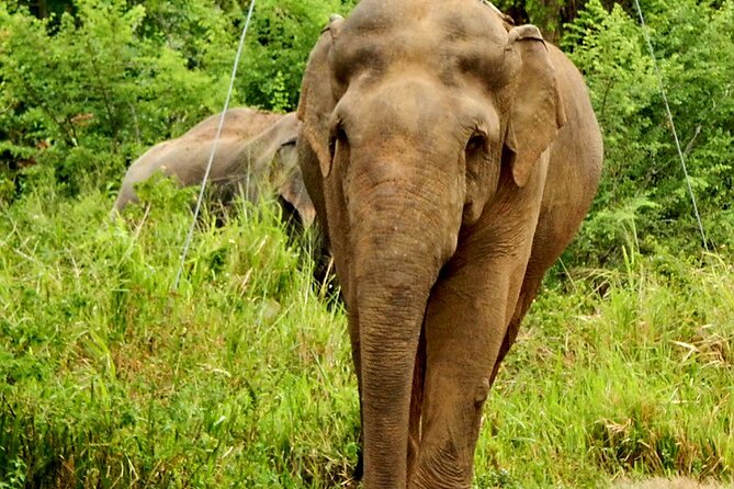 Minneriya National Park Elephant Safari - Traveler Photos and Reviews