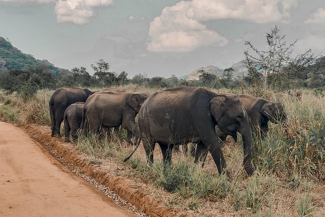 Minneriya National Park Private Safari - Pickup Information