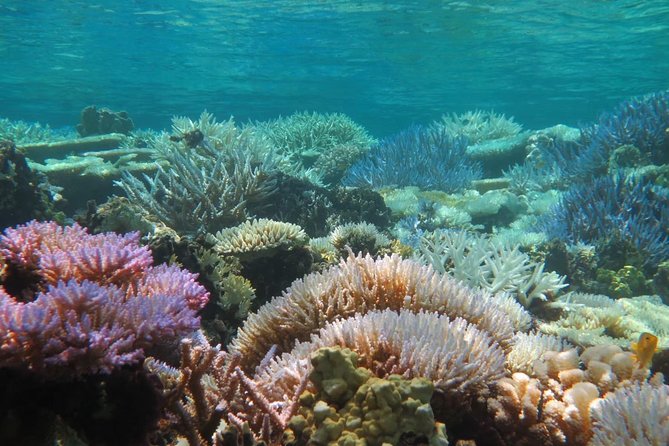 [Miyakojima Snorkel] Private Tour From 2 People Enjoy From 3 Years Old! Enjoy Nemo, Coral and Miyako - Common questions