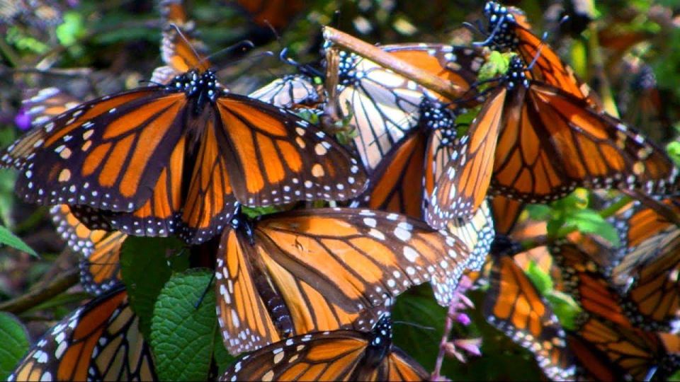 Monarch Butterfly: Biosphere Reserve and Xmas Town Town - Nuestra Señora Del Carmen Church Discovery