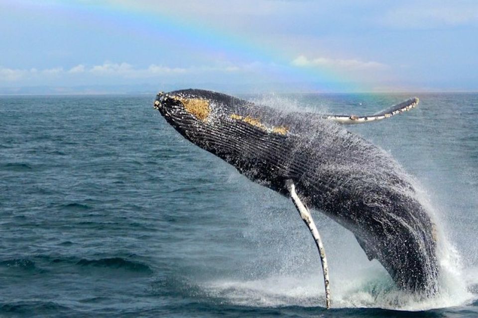 Monterey: Monterey Bay Dolphin and Whale Watching Boat Tour - Common questions