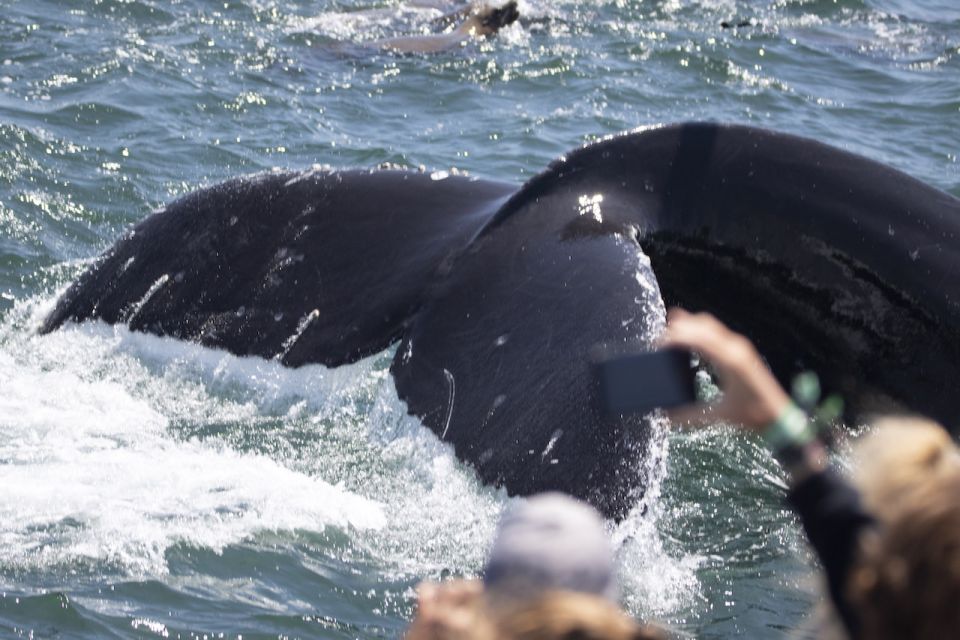 Monterey: Whale Watching Tour With a Marine Guide - Customer Reviews