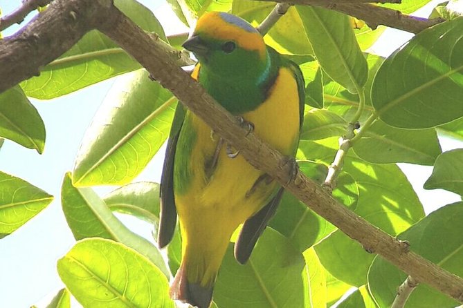 Monteverde Birdwatching Experience - Last Words
