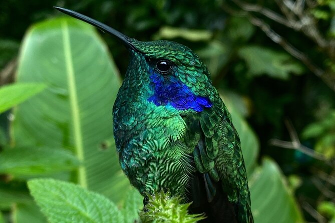 Monteverde Cloud Forest Tour - Last Words